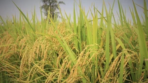 Le Vietnam en tête de la région pour le riz de haute qualité à faibles émissions