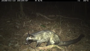Un animal sauvage pris à la piège photographique dans la sanctuaire de My Son. Photo: Comité de gestion de la sanctuaire de My Son.