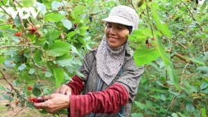 [Photo] Hat Mon en pleine saison des mûriers