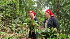 Des femmes Dao rouge à la tête d’une initiative de plantes médicinales fondée sur les savoirs autochtones