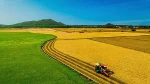 [Photo] Une rizière bicolore séduit les visiteurs à Hô Chi Minh-Ville