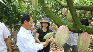 Culture régénérative du cacao : vers une croissance verte et une production à faibles émissions