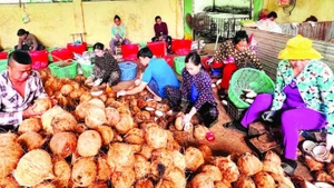La transformation des produits à base de coco dans la province de Vinh Long a créé de nombreux emplois pour la main-d'œuvre rurale. Photo : NDEL.