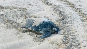Une tortue verte (Chelonia mydas) est récemment revenue pondre sur la plage de Cau Cang de l’île de Hon Cau. Photo : VNA.