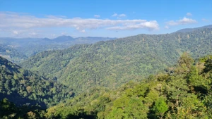 Forêts et crédits carbone : le Vietnam à l’heure des choix décisifs