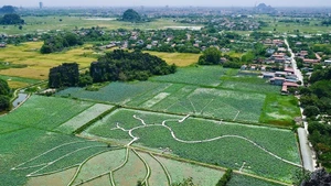 Étang de lotus se trouve à Ninh Binh. Photo : Vietnamnet.
