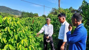 Des minorités ethniques apprennent à planter et à entretenir des caféiers. Photo : VNA.