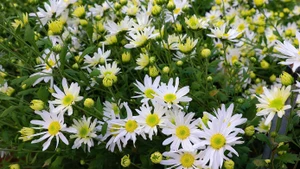 Hanoï à la saison des marguerites