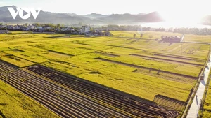 Dien Bien : la beauté des rizières de Muong Thanh à la saison du riz mûr