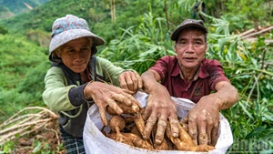 Récolte de manioc dans les zones sinistrées de Da Nang