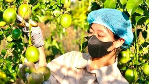 Gia Lai séduit les investisseurs singapouriens dans l’agriculture