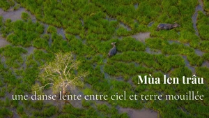 Quand les buffles dessinent leur chemin sur les plaines inondées de Tay Ninh