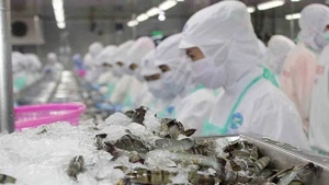 Les exportations vietnamiennes de crevettes vers les États-Unis ont maintenu leur croissance au premier semestre 2025. Photo : kinhtedothi.
