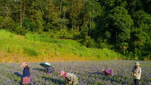 Vers une filière vietnamienne de plantes médicinales propres et durables