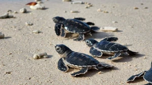 Les bébés tortues nouvellement écloses se dirigent vers la mer, entamant ainsi leur parcours de vie. Photo : Hai Lam.