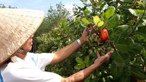 Dans un verger à Dong Nai, un agriculteur examine des pommes cajou. Photo : magazine des sciences et technologies du Vietnam.