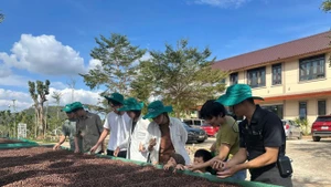 Des touristes découvrent le café à Lâm Dông. Photo: VNA.