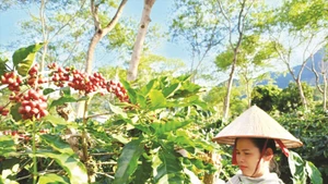 Récolte de café à Muong Ang – matière première de la marque « Café Chi Em » à Dien Bien. Photo : Baodantoc.