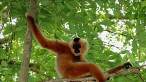 Les gibbons à joues jaunes de la nature sauvage viennent souvent interagir avec les gibbons en réhabilitation au Centre de sauvetage et de conservation du parc national de Cát Tiên. Photo : VNA.