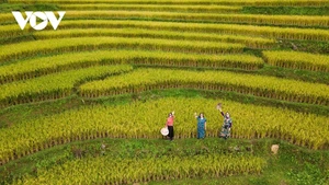 La splendeur des rizières dorées et des roseaux blancs sur la frontière de Quang Ninh