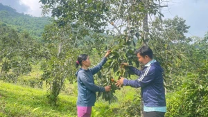 Le kaki sans pépins, moteur de développement rural à Thai Nguyen