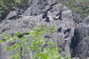 Le langur à jambes blanches à Ninh Bình. Photo : Dinh Truong.