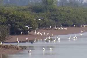 Des oiseaux migrateurs dans le parc national de Xuan Thuy. (Photo : MANH HAI)