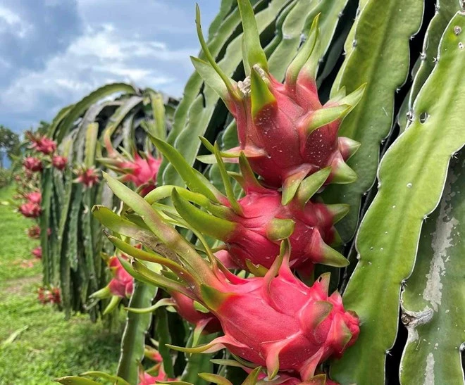 Le fruit du dragon est la principale source de revenus de la population de la province du Centre-Sud de Binh Thuân. Photo : laodong.vn