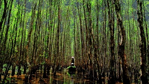 Vietnam : réveiller la valeur des forêts grâce aux crédits carbone