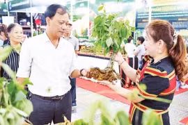 Des visiteurs découvrent le ginseng de Ngọc Linh lors d’un programme de présentation et de promotion des plantes médicinales de Da Nang. Photo: nhandan.vn