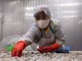 Transformation de palourdes destinées à l'exportation. Photo : VNA. 