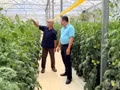 Tran Son Tay (commune de Tan Hoi) dans sa plantation de tomates.