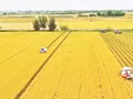 Récolte du riz dans le delta du Mékong. (Photo : VNA)
