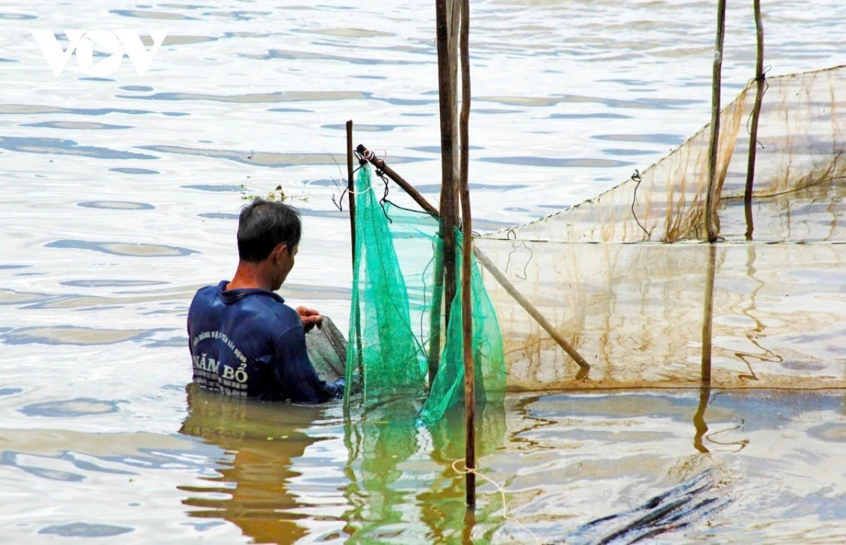 Pour les habitants du Sud-Ouest, la saison des eaux de crue n’apporte pas seulement des poissons et des crevettes, mais évoque aussi des souvenirs d’enfance et le désir de se fondre dans la nature du Mékong. 2-11zon.jpg