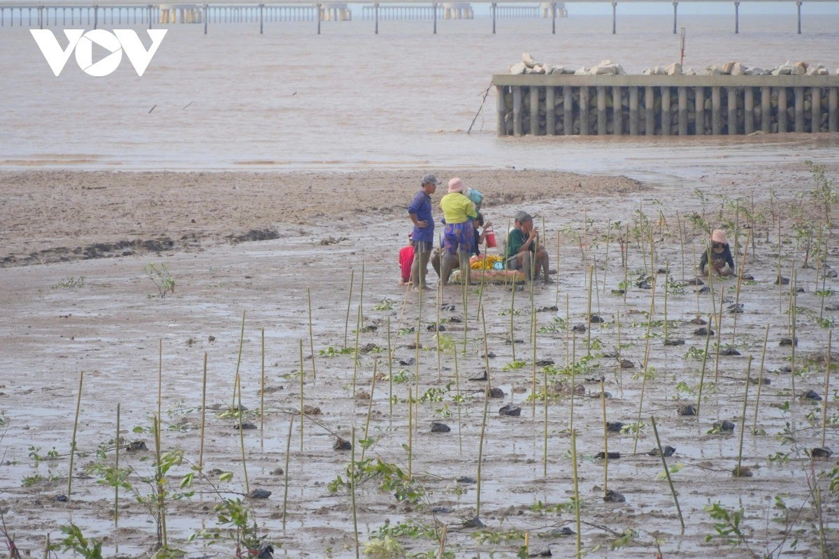 Planter des arbres pour protéger les digues maritimes, prévenir l’érosion et préserver les terres. Photo: VOV trong-cay-de-giup-bao-ve-de-bien-ngan-chan-xoi-lo-va-giu-dat-11zon.jpg