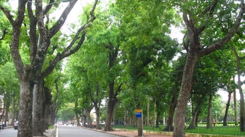 Hanoi possède un système d’arbres urbains riche et diversifié, mais sa planification n’est pas encore véritablement scientifique.