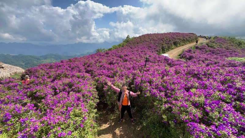 Giang A La sur la colline de fleurs de myrte en pleine floraison à Hang Kia. h3.jpg