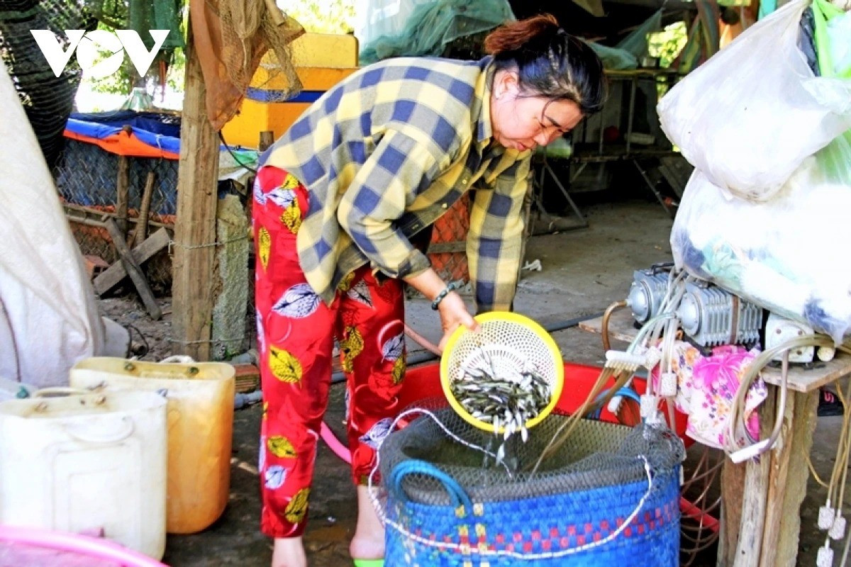 Mme Nguyen Thi Loan, résidant au hameau de Giong Ban, commune de Thuong Phuoc (province de Dong Thap), prépare la livraison de poissons linh à ses clients. 14-11zon.jpg