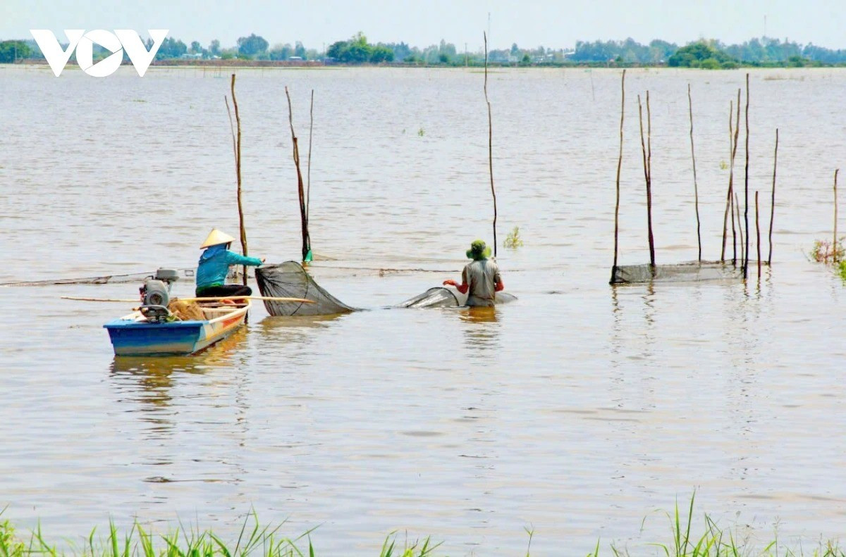 La saison des crues dans le delta du Mékong n’apporte pas seulement des moyens de subsistance aux habitants de la commune de Thuong Phuoc, province de Dong Thap, mais aussi joie et vitalité à cette région frontalière. Elle permet à la terre de se reposer, de se débarrasser de l’acidité et des parasites, créant ainsi des conditions favorables pour la prochaine récolte. 1-11zon.jpg
