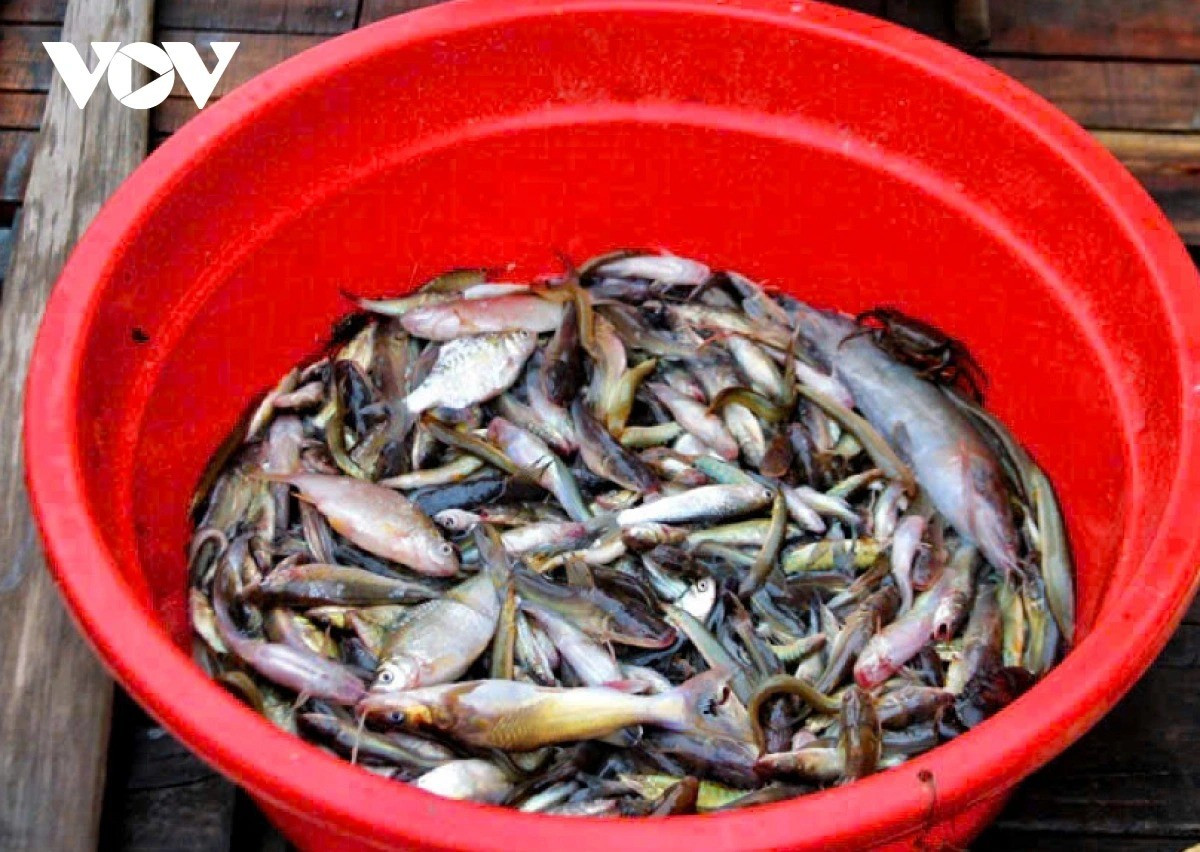 Les poissons fraîchement sortis des filets sont rassemblés pour être vendus aux commerçants locaux. 15-11zon.jpg