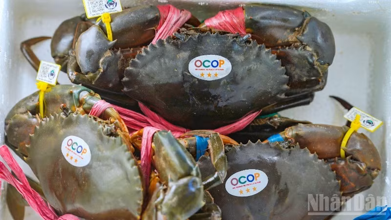 Le crabe, emblème majeur de Ca Mau, juste après la crevette