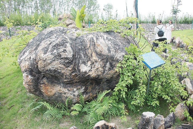 Un tronc fossile de 30 millions d’années découvert à Na Duong. Photo : CK. a2.png