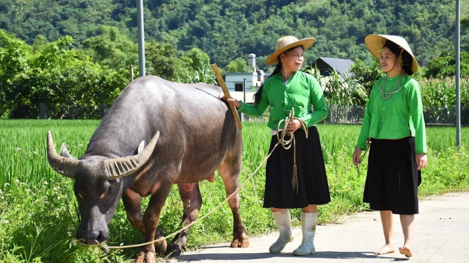 Le chapeau conique fait partie intégrante de la vie quotidienne des femmes Tay à Lam Thuong. (Photo fournie par le personnage) q7.jpg