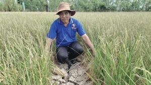 La sécheresse et la salinité s’intensifient dans le Delta du Mékong (Vietnam). Photo : VNA