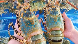 Les exportations de homard du Vietnam entrent dans une période de forte accélération en cette fin d'année. Photo : congthuong.vn