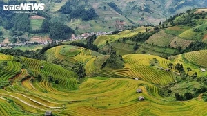 La beauté de la saison dorée de Mù Cang Chai.