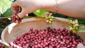 Des cerises de café récoltées dans la province de Dak Lak (hauts plateaux du Centre). 