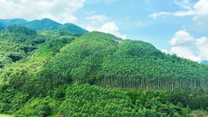 Après cinq ans, plus de 1,439 milliard d’arbres ont été plantés dans tout le Vietnam, dépassant de 43,9 % l’objectif initial.