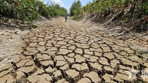 Un canal à Long An (Sud) à sec en raison d'une sécheresse prolongée et de la salinité en 2024. Photo : qdnd.vn