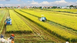 Récolte du riz dans le delta du Mékong du Vietnam. Photo : VNA